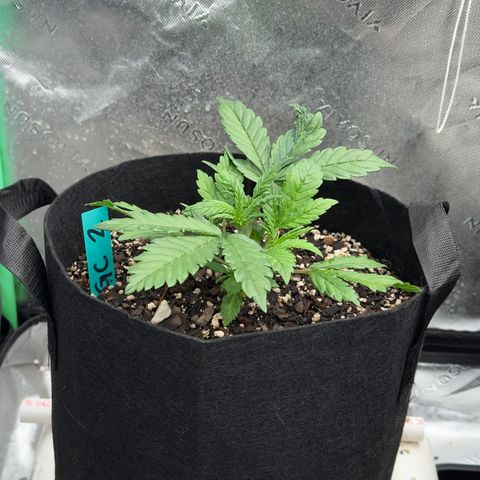 Gregg #2 growlog timeline photo