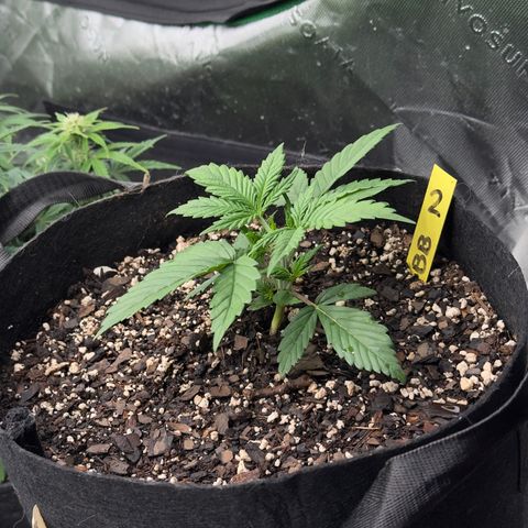 Violet #2 growlog timeline photo