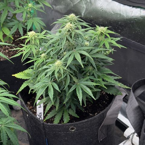 Barbara #1 growlog timeline photo