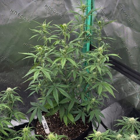 Barbara #2 growlog timeline photo