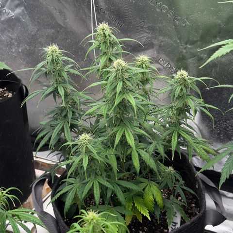 Susan #2 growlog timeline photo