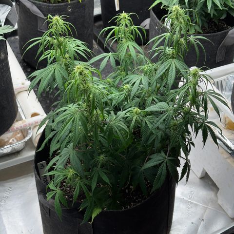 Susan #3 growlog timeline photo