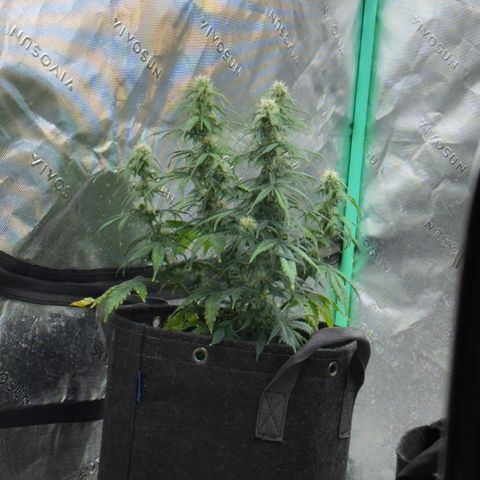 Susan #2 growlog photo: Post super dunk. 