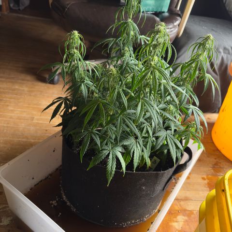 Susan #3 growlog photo: Mid super dunk. 