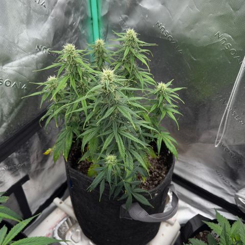 Susan #2 growlog photo: Looking better. Dunk helped. 