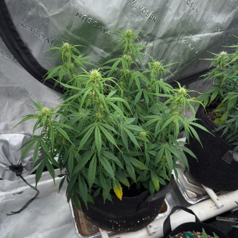 Susan #3 growlog photo: Looking better. Dunk helped. 