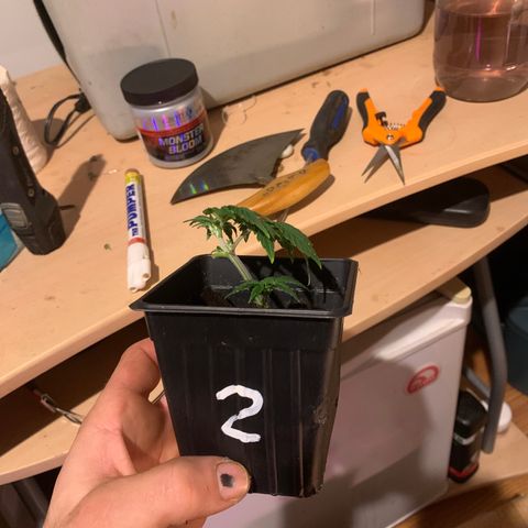 #2 cl gsc growlog timeline photo