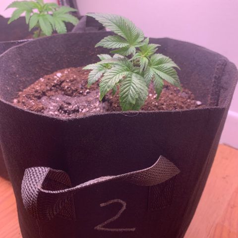 #2 cl gsc growlog photo: Transplantation effectuée aujourd’hui 