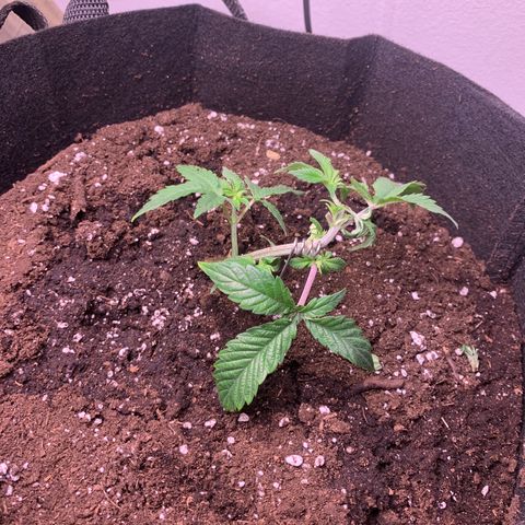 #2 cl gsc growlog timeline photo