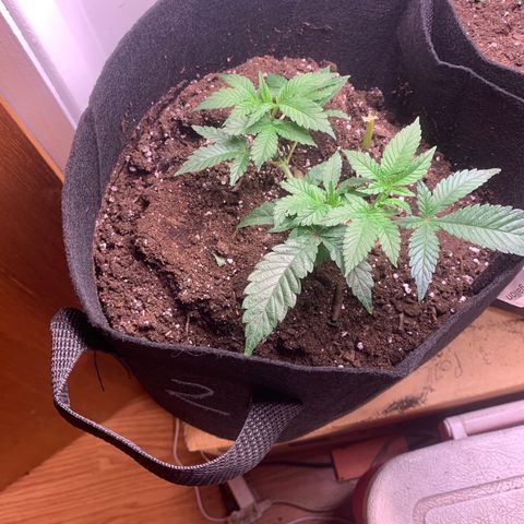 #2 cl gsc growlog timeline photo