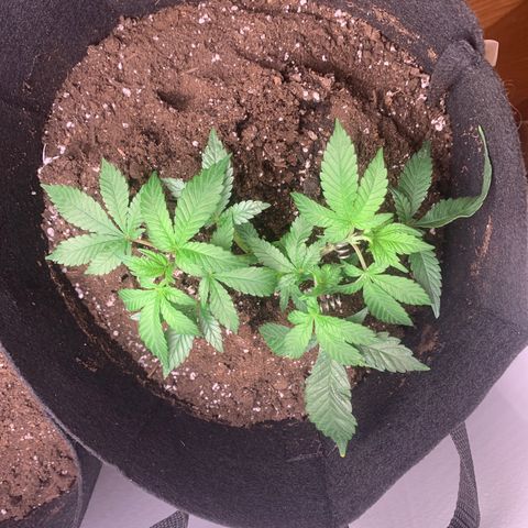 #2 cl gsc growlog timeline photo