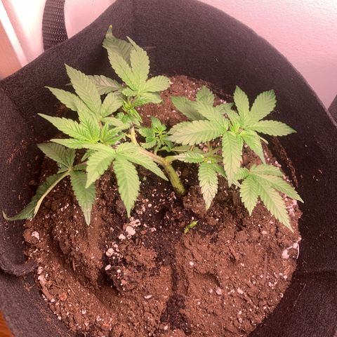 #2 cl gsc growlog timeline photo