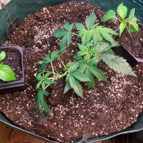 #2 cl gsc growlog timeline photo