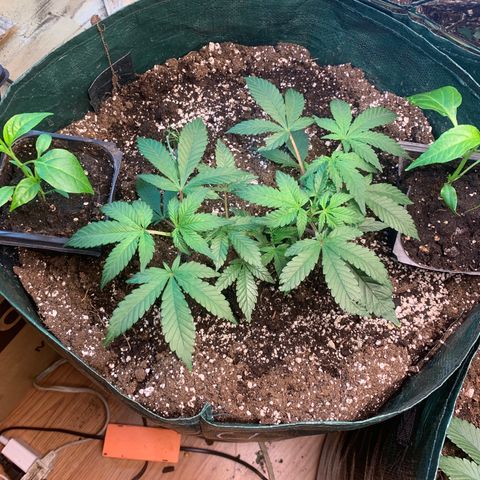 #2 cl gsc growlog timeline photo