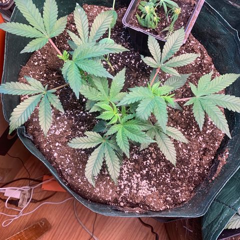 #2 cl gsc growlog timeline photo