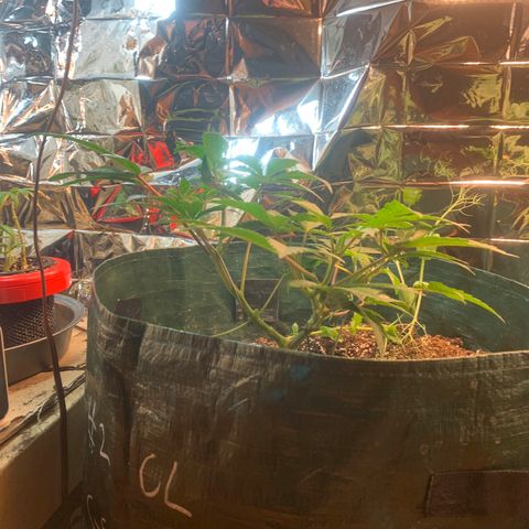 #2 cl gsc growlog timeline photo