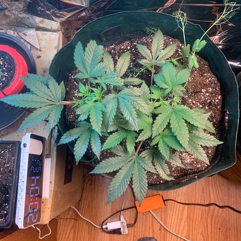 #2 cl gsc growlog timeline photo