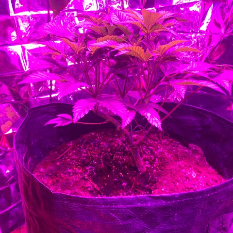 #2 cl gsc growlog timeline photo
