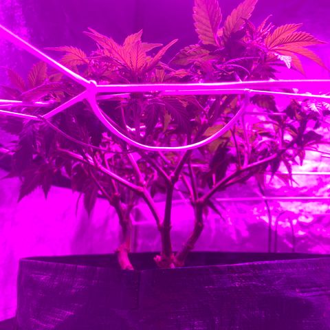 #2 cl gsc growlog timeline photo