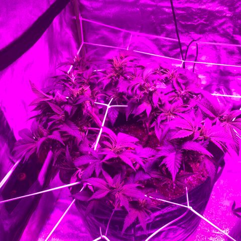 #2 cl gsc growlog timeline photo