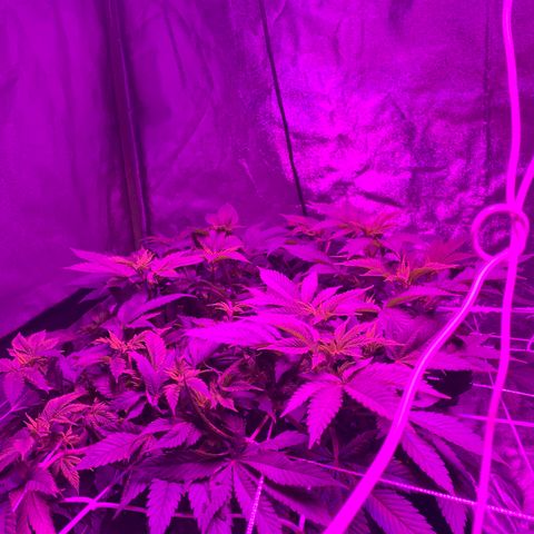 #2 cl gsc growlog timeline photo