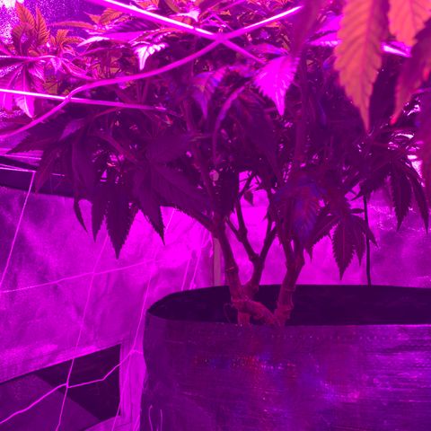 #2 cl gsc growlog timeline photo