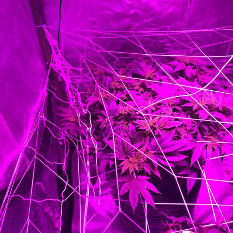 #2 cl gsc growlog timeline photo