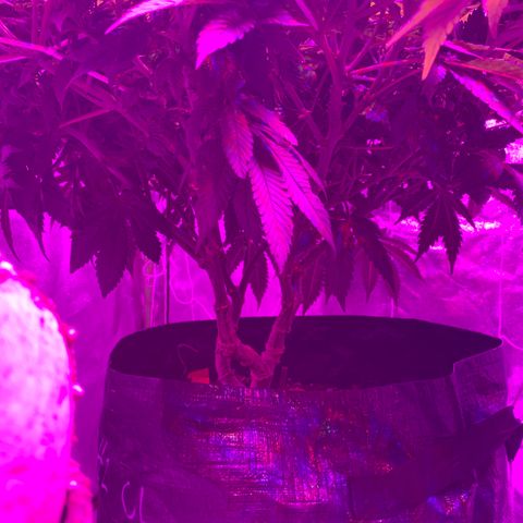 #2 cl gsc growlog timeline photo