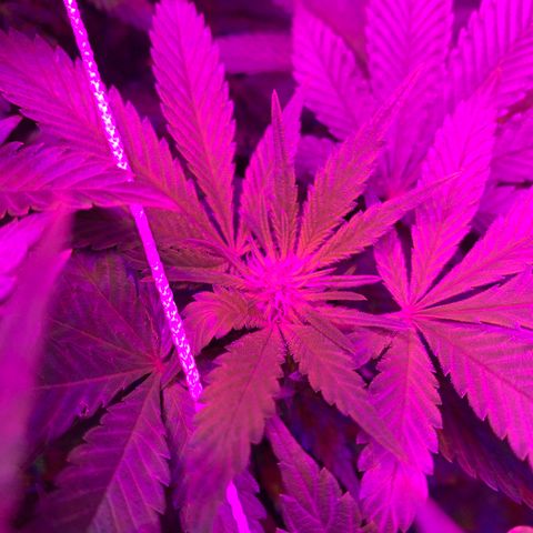 #2 cl gsc growlog timeline photo