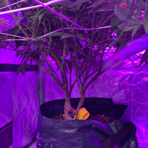 #2 cl gsc growlog timeline photo