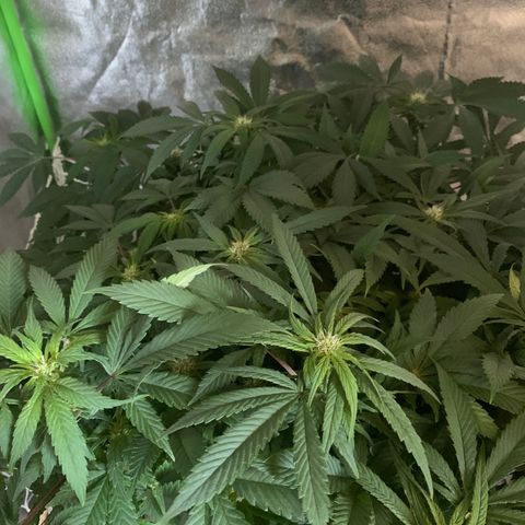 #2 cl gsc growlog photo: CO2 diffuseur ajouter 