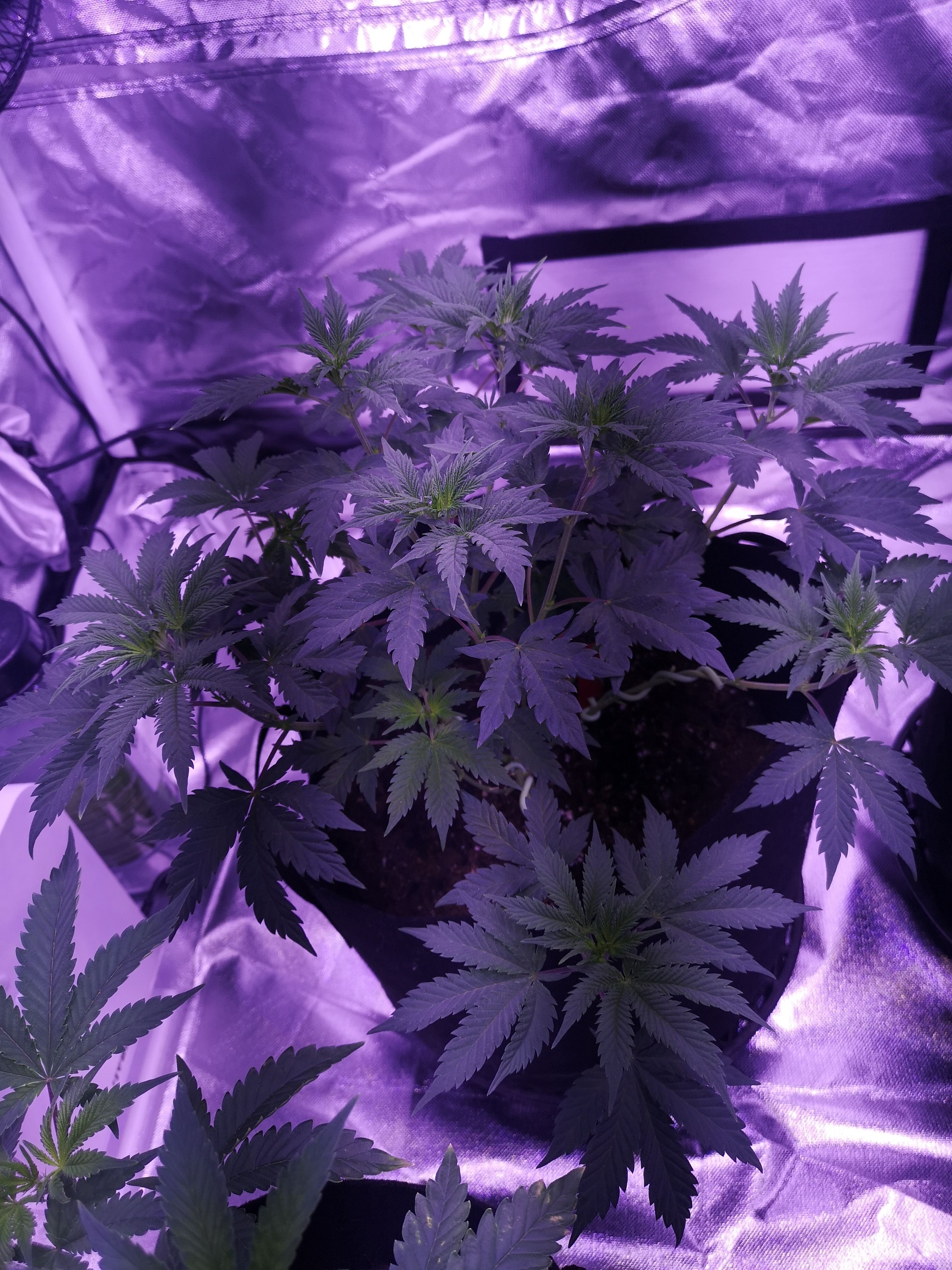 Dos Si Dos 33 growlog header