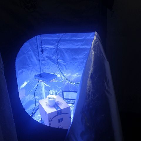 Dos Si Dos 33 growlog photo