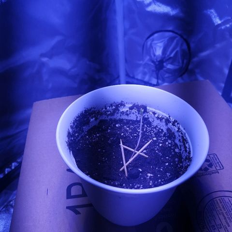 Dos Si Dos 33 growlog photo
