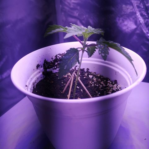 Dos Si Dos 33 growlog photo
