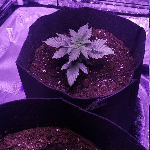 Dos Si Dos 33 growlog timeline photo