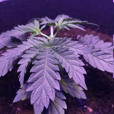 Dos Si Dos 33 growlog timeline photo