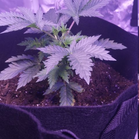 Dos Si Dos 33 growlog timeline photo
