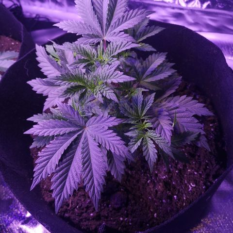 Dos Si Dos 33 growlog timeline photo