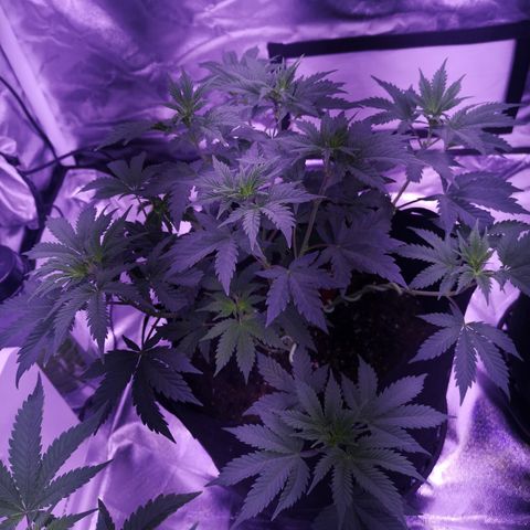 Dos Si Dos 33 growlog timeline photo