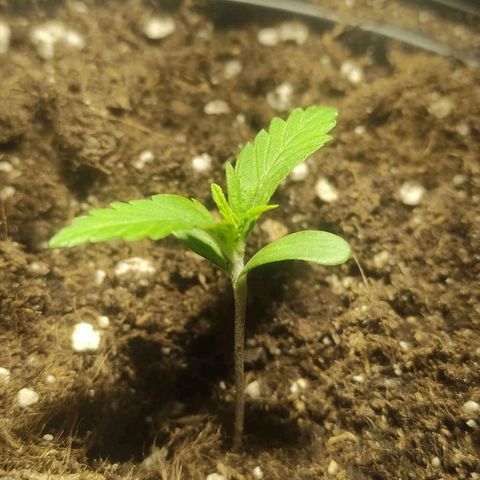 Tuti girl growlog timeline photo