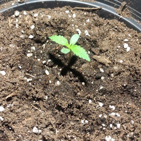 Tuti girl growlog timeline photo