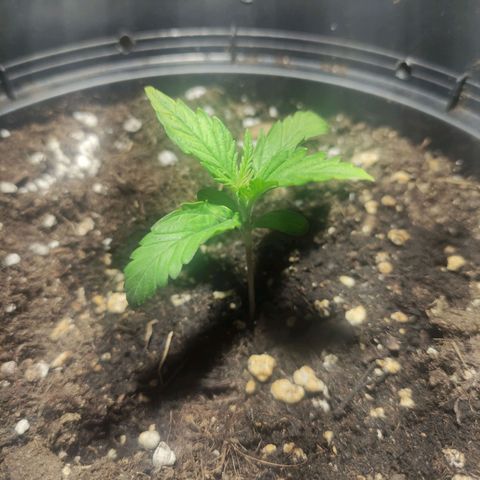Tuti girl growlog timeline photo