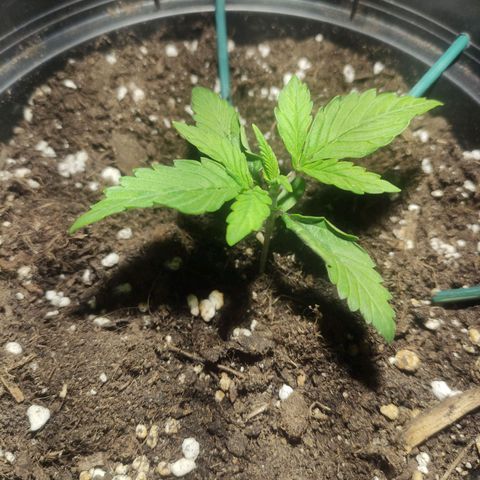 Tuti girl growlog timeline photo
