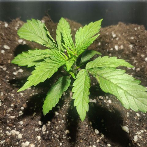 Tuti girl growlog timeline photo