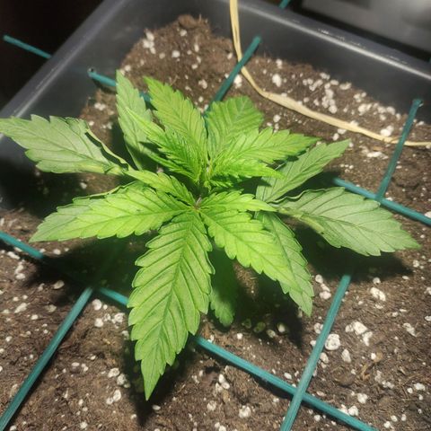 Tuti girl growlog timeline photo