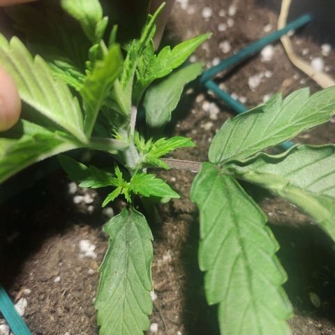 Tuti girl growlog timeline photo