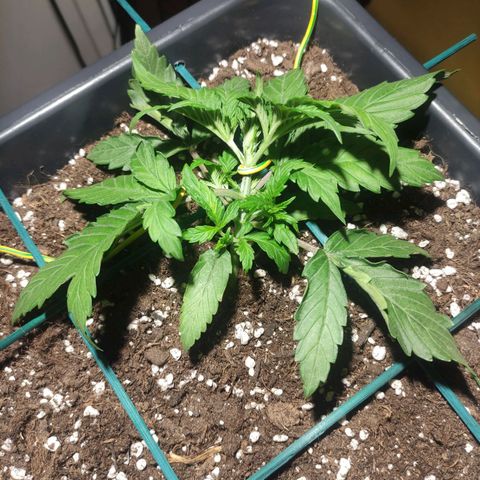 Tuti girl growlog timeline photo