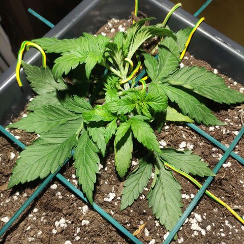 Tuti girl growlog timeline photo