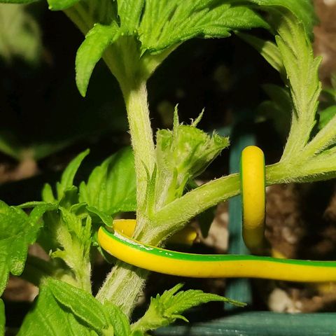 Tuti girl growlog timeline photo